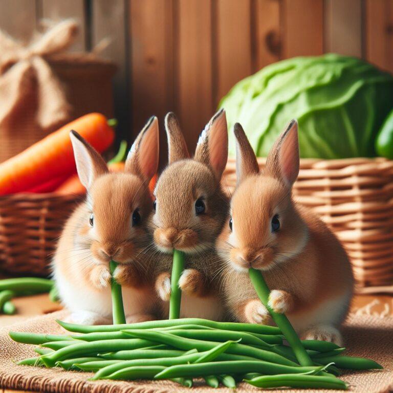 three rabbits eating soime fresh green beans