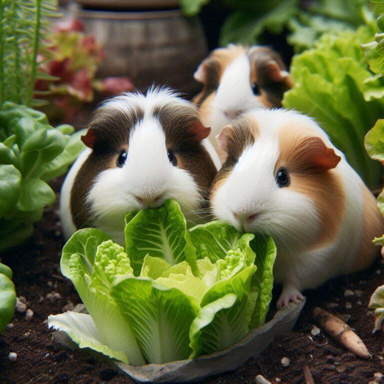 three guinea pigs nibbling on some romaine lettuce in the garden