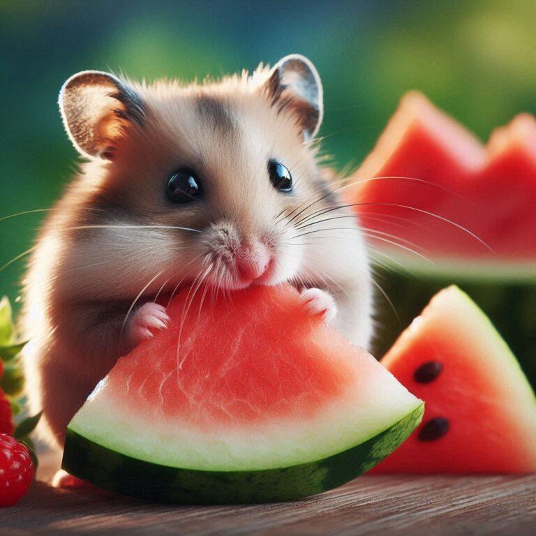 a hamster nibbling on a small slice of fresh watermelon