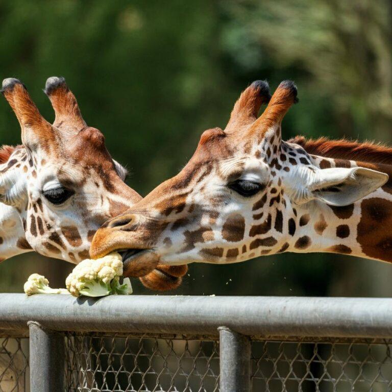 a couple of giraffes eating a small amount of cauliflower at the zoo